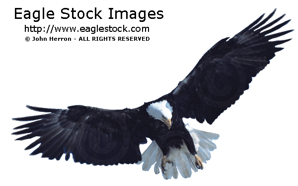 Bald Eagle in-flight, soaring, talons down [#BETLN4] picture photo image clip-art stock photography pictures photos images soaring